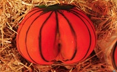 Money Talks staci 59774 Amazing teen agrees to get fucked in the ass after painting it like a pumpkin in these hot holloween fuck pics
