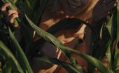 Amour Angels Alisa ALISA 106093 Splendid nude babe is having a walk in cornfield without any article of clothes at daytime and feels quite comfortable.