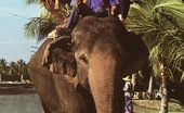 Rodox Gallery Th 45132 T 179263 Elephant Riding Babes Fucked Hard By A Pretty Horny Dude
