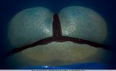 The Life Erotic Emily J Dark Water 1 By Paul Black 205237 Emily Shares Her Deepest Fantasies As She Masturbates In A Bathtub Full Of Water.

