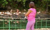 Vanessa Del 327585 Feeding The Flamingos At The Zoo!
