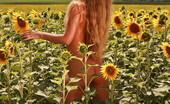 David Nudes 448523 Alena Alena Sunflowers Shimmering, Golden, Feeling The Fresh Breeze Caress The Skin......
